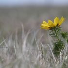 Adonis vernalis