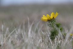 Adonis vernalis