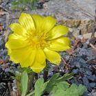 Adonis vernalis