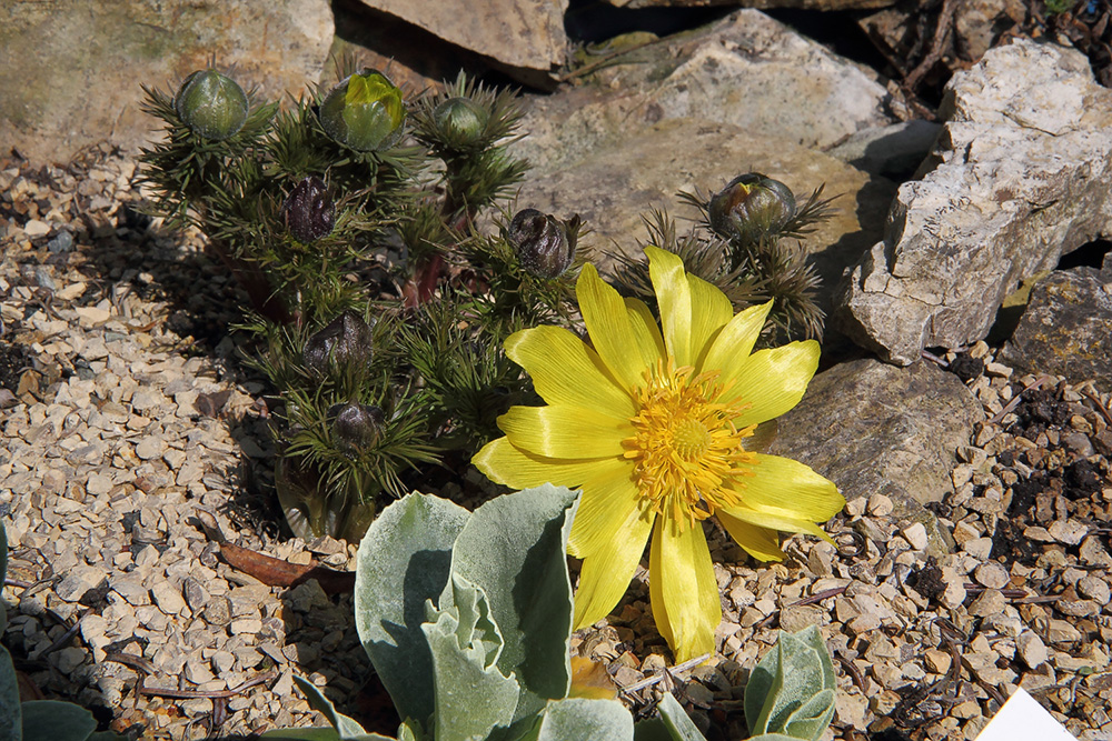 Adonis vernalis