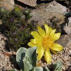 Adonis vernalis