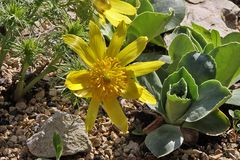 Adonis vernalis