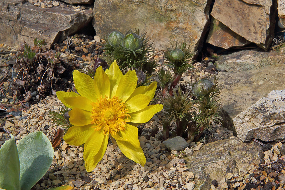 Adonis vernalis