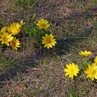 Adonis vernalis diagonal...Adonisröschen