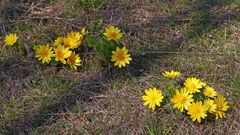 Adonis vernalis diagonal...Adonisröschen