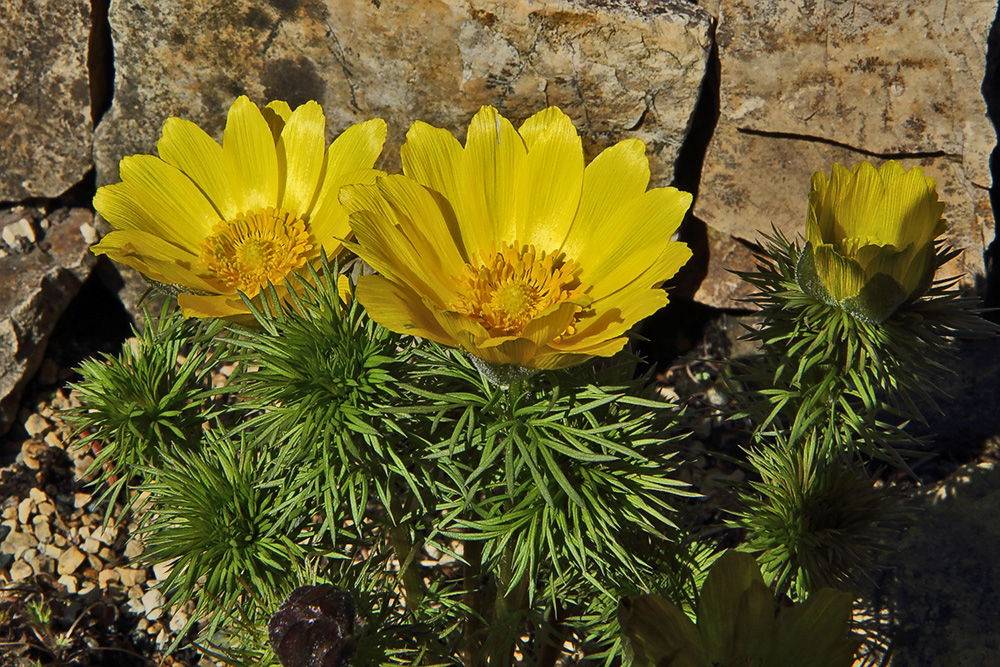 Adonis vernalis