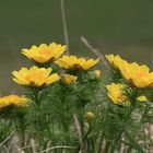 Adonis vernalis - Ein paar habe ich noch von letzter Woche