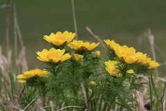 Adonis vernalis - Ein paar habe ich noch von letzter Woche