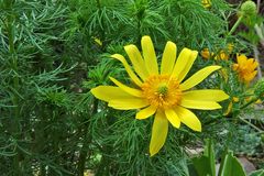 Adonis vernalis