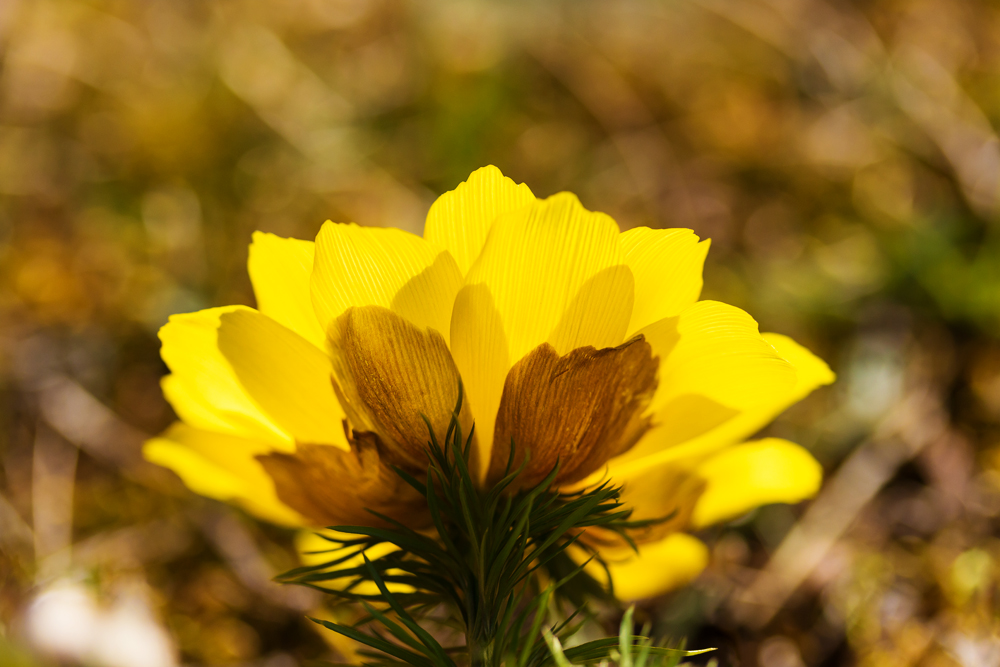 Adonis Vernalis