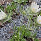 Adonis vernalis - Frühlings- oder Pelzanemone