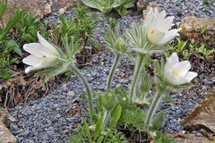 Adonis vernalis - Frühlings- oder Pelzanemone