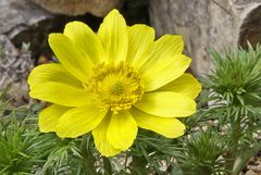 Adonis vernalis ganz groß