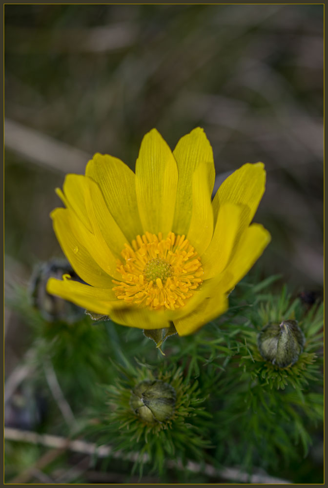 Adonis vernalis heißt die Schöne