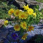 Adonis vernalis in einer weiteren Variante mit besonders weit geöffneten Blüten...