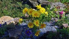 Adonis vernalis in einer weiteren Variante mit besonders weit geöffneten Blüten...