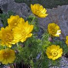 Adonis vernalis jetzt schon in "fortgeschrittener  Blüte"