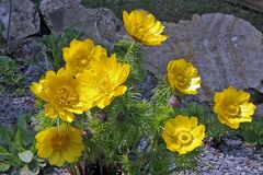 Adonis vernalis jetzt schon in "fortgeschrittener  Blüte"