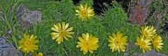 Adonis vernalis mal anders ins Bild gesetzt