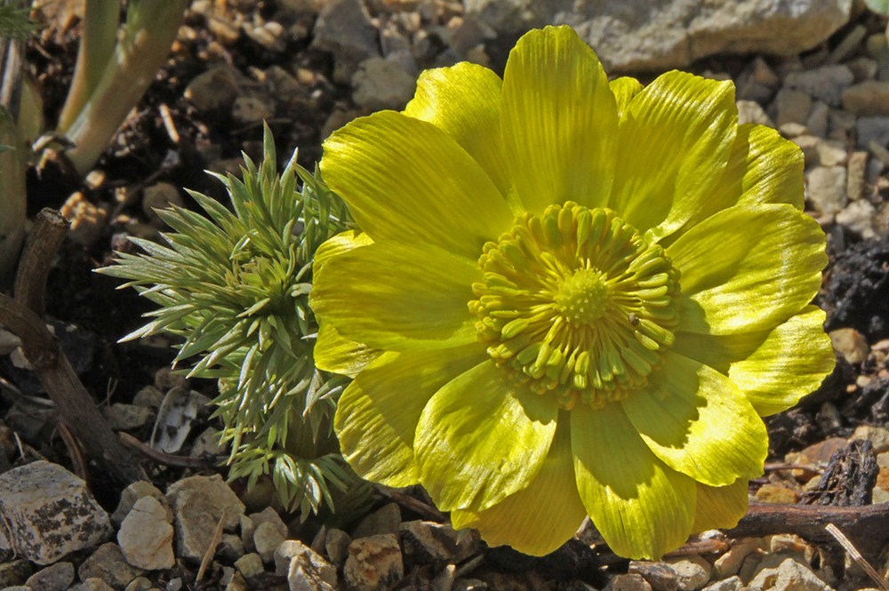 Adonis vernalis mal ganz groß