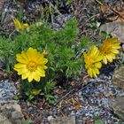 Adonis vernalis mit meiner zweiten Pflanze und die linke Blüte...