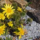 Adonis vernalis mit weiteren Blüten strahlend in der Sonne...