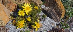 Adonis vernalis mit weiteren Blüten strahlend in der Sonne...