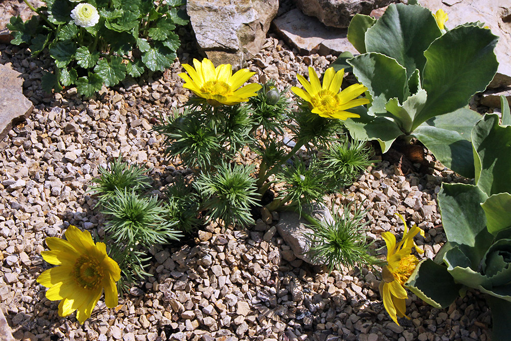 Adonis vernalis nun voll in Blüte