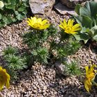 Adonis vernalis nun voll in Blüte