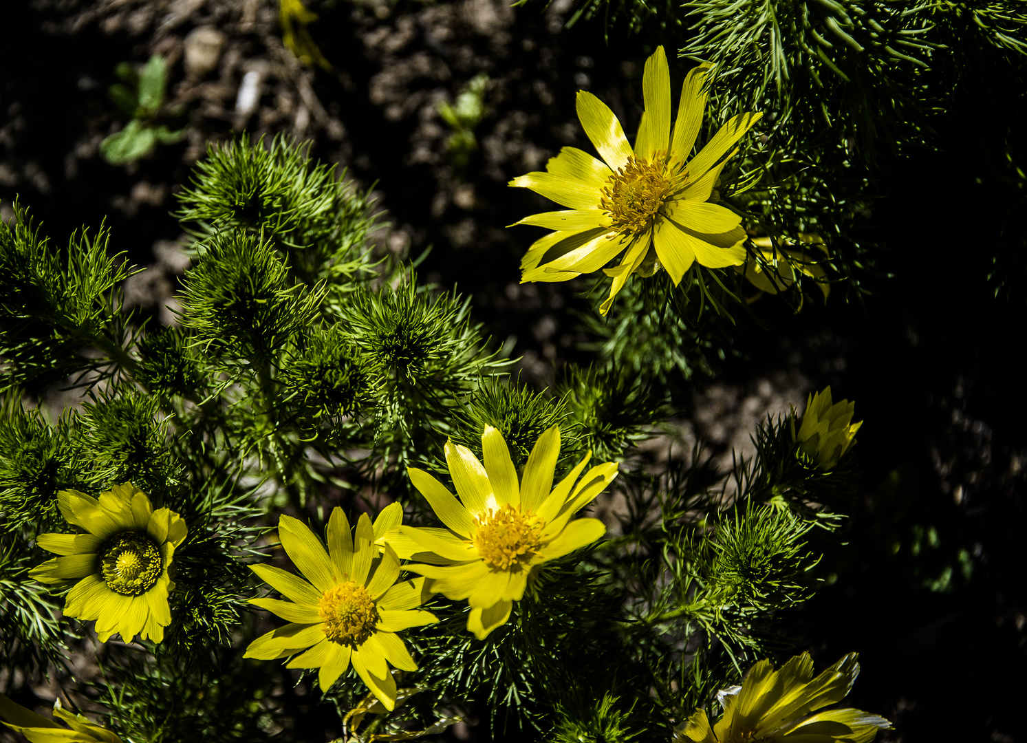 Adonis vernalis; Ranunculaceae