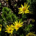 Adonis vernalis; Ranunculaceae