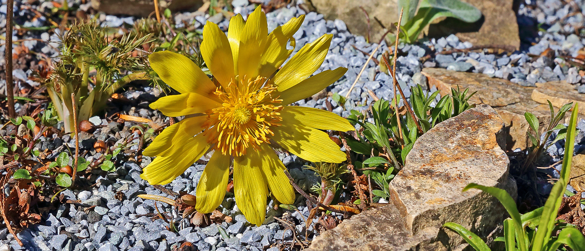 Adonis vernalis strahlt mich an und blüht hier am 16.04. 2023