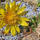 Adonis vernalis strahlt mich an und blüht hier am 16.04. 2023