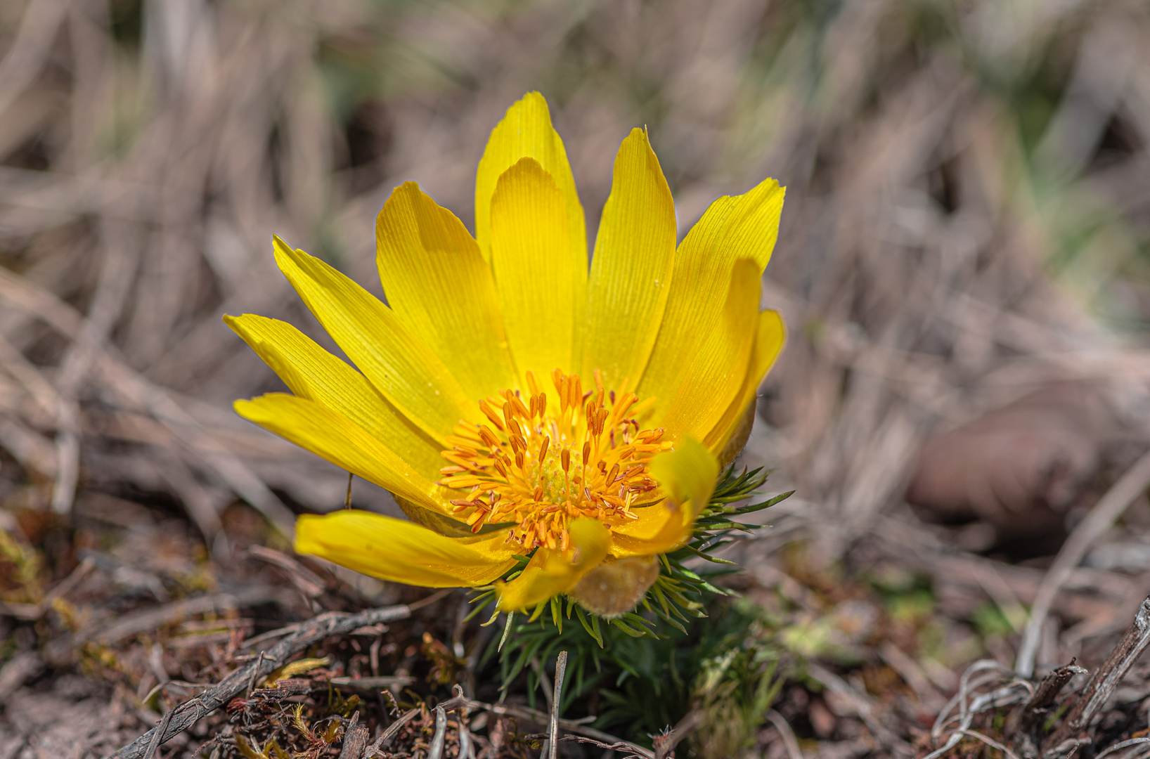 Adonis vernalis - Thüringer Frühlingsboten