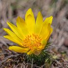 Adonis vernalis - Thüringer Frühlingsboten