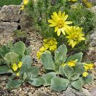 Adonis vernalis und Primula auricula