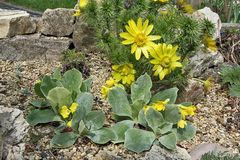 Adonis vernalis und Primula auricula