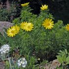 Adonis vernalis und Primula dentikulata alba...