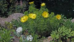 Adonis vernalis und Primula dentikulata alba...