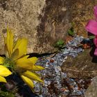 Adonis vernalis und Pulsatilla "Rote Glocke"...eine holländische Züchtung...