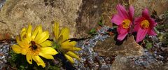 Adonis vernalis und Pulsatilla "Rote Glocke"...eine holländische Züchtung...