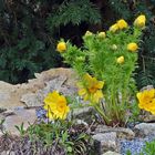 Adonis vernalis vom 25.04. 2021  vor der schlimmen Frostnacht...