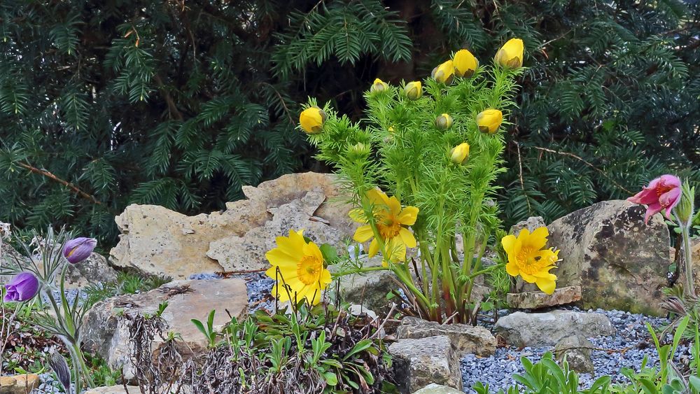 Adonis vernalis vom 25.04. 2021  vor der schlimmen Frostnacht...