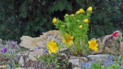 Adonis vernalis vom 25.04. 2021  vor der schlimmen Frostnacht...