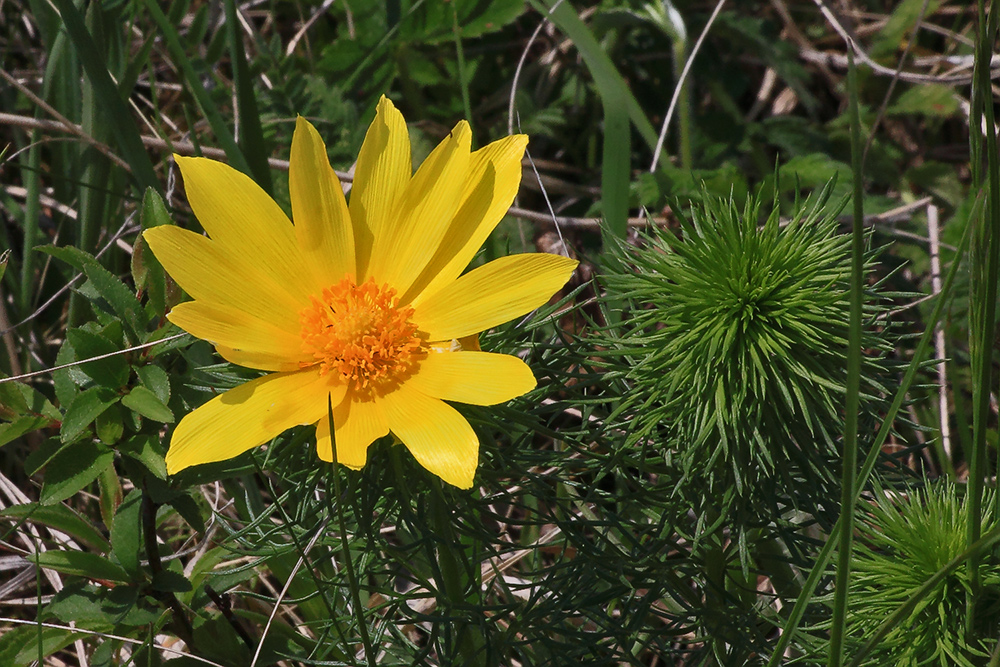 Adonis vernalis  vom  böhmischen Oblik...