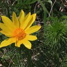 Adonis vernalis  vom  böhmischen Oblik...