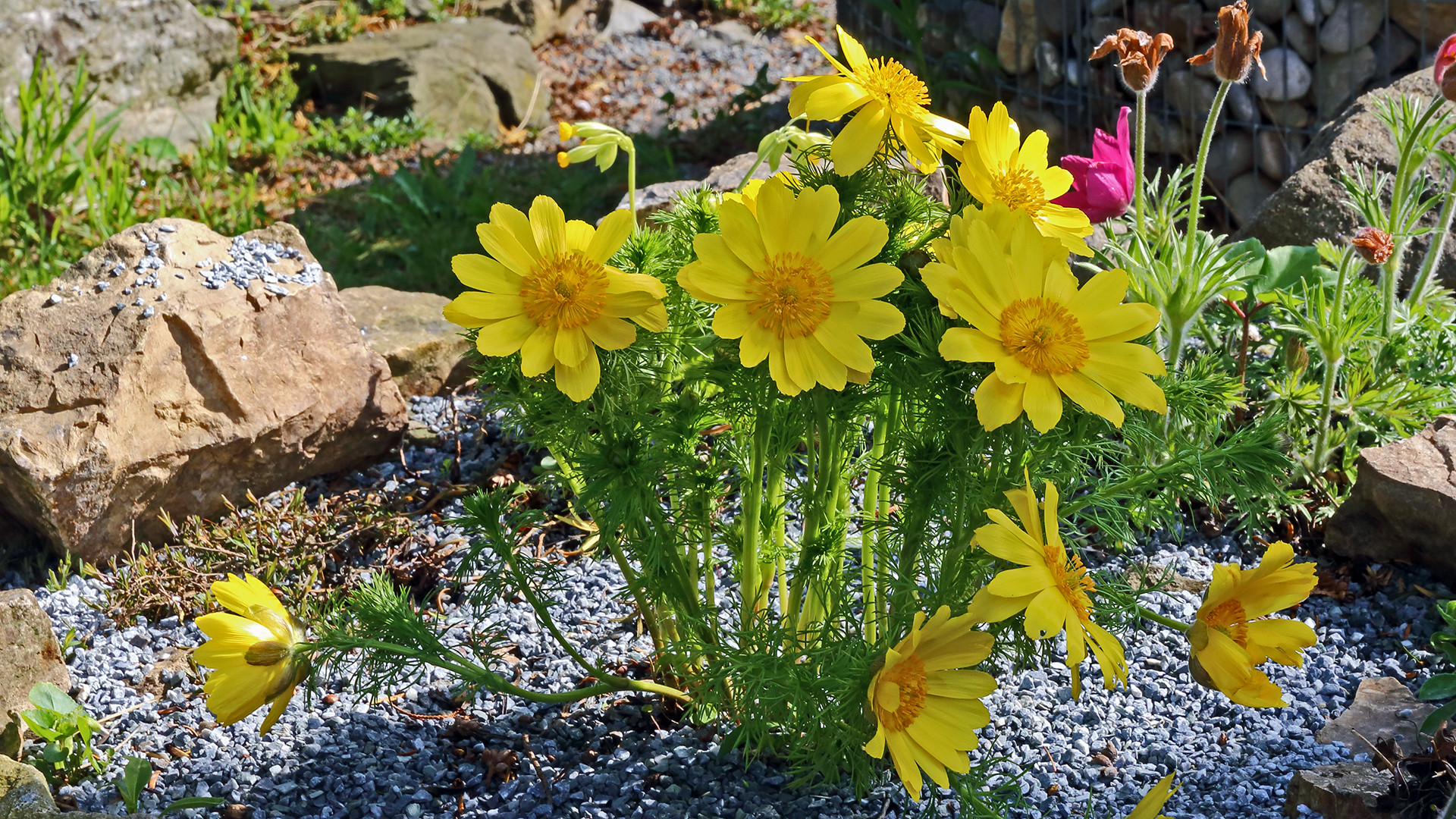 Adonis vernalis vom feinsten und die umfangreichen Schutzmaßnahmen...