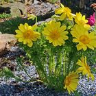 Adonis vernalis vom feinsten und die umfangreichen Schutzmaßnahmen...