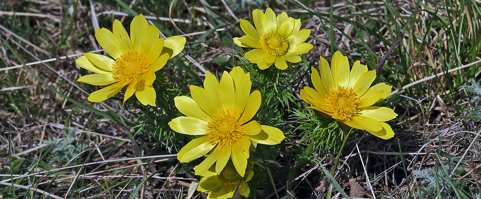 Adonis vernalis wie sie am Oblik im Lauener Teil des Böhmischen Mittelgebirges blühen