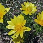 Adonis vernalis wie sie am Oblik im Lauener Teil des Böhmischen Mittelgebirges blühen